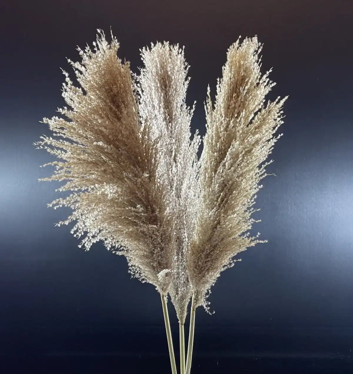 Buchet Pampas Grass Pletos  5 buc 70 cm - imagine 4