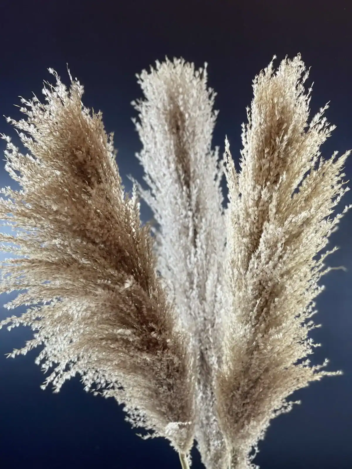 Buchet Pampas Grass Pletos  5 buc 70 cm - imagine 5